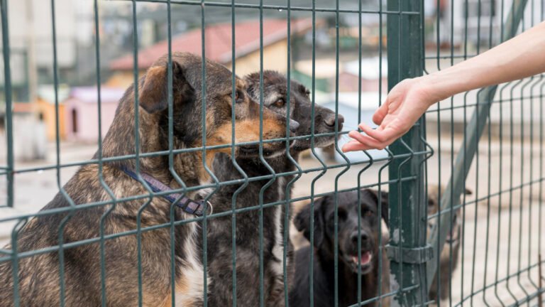person-reaching-dogs-through-fence-shelter