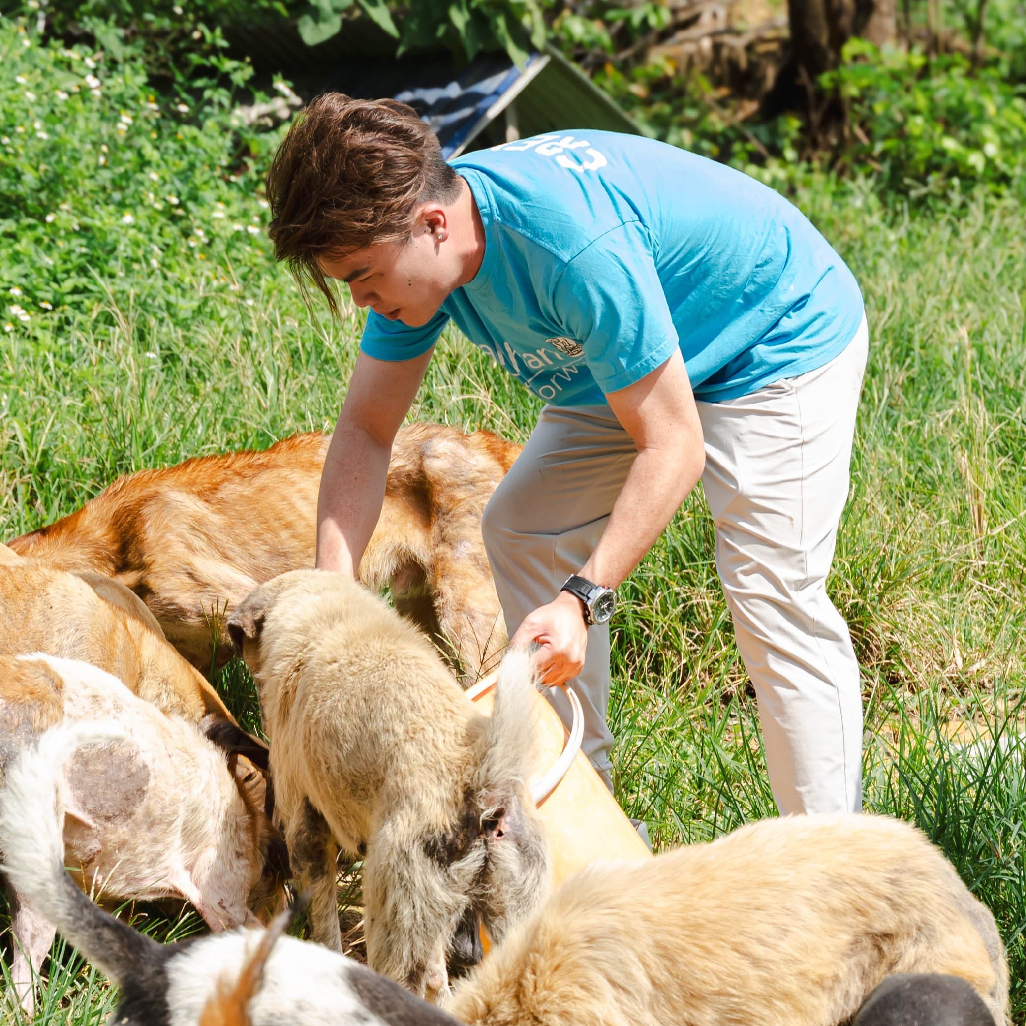 Animal welfare — Hakshan community support